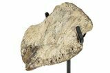 Fossil Hadrosaur (Edmontosaurus) Ungual w/ Stand - Montana #245948-3